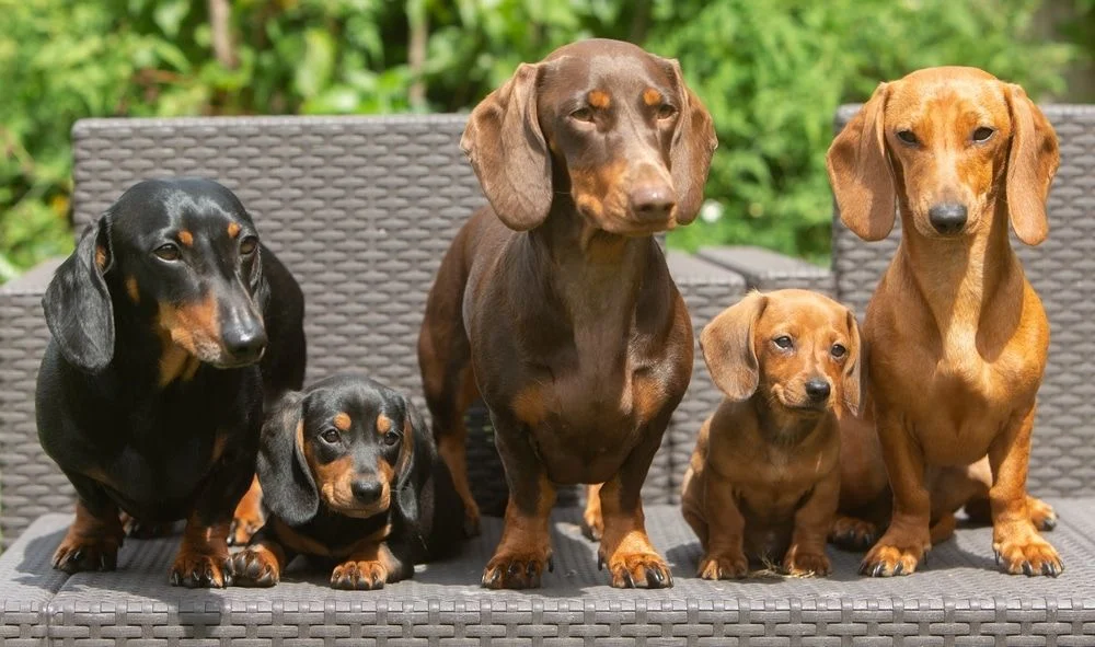 Dachshund puppies 2 bij Engel Pups